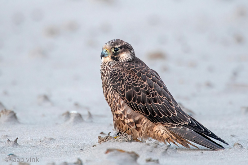 Peregrine - Slechtvalk - Falco peregrinus