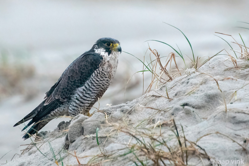 Peregrine - Slechtvalk - Falco peregrinus