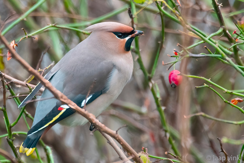 Bohemian Waxwing - Pestvogel - Bombycilla garrulus