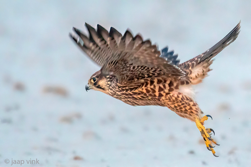 Peregrine - Slechtvalk - Falco peregrinus