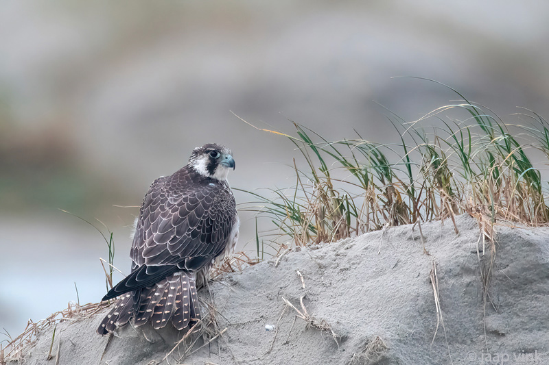 Peregrine - Slechtvalk - Falco peregrinus