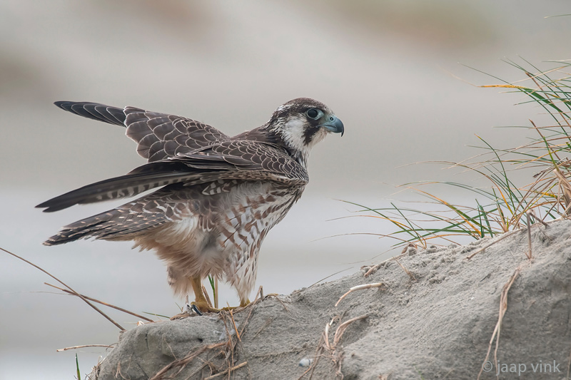 Peregrine - Slechtvalk - Falco peregrinus