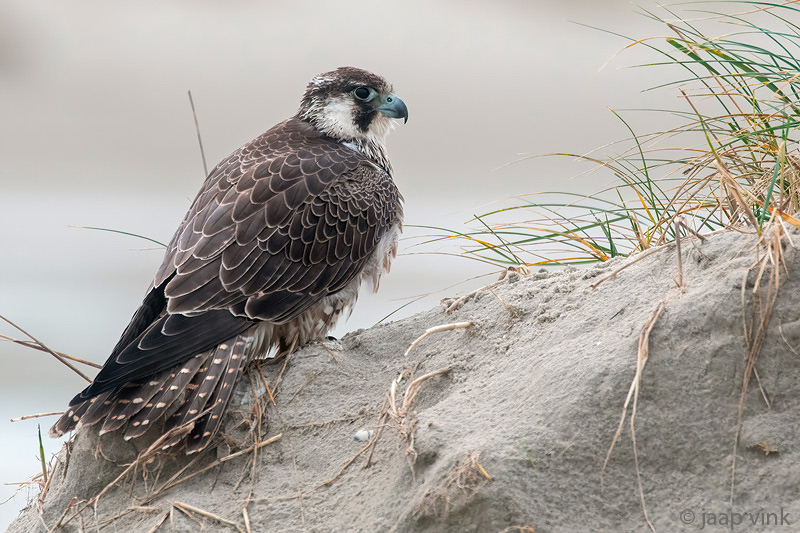 Peregrine - Slechtvalk - Falco peregrinus