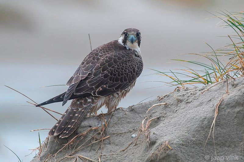Peregrine - Slechtvalk - Falco peregrinus