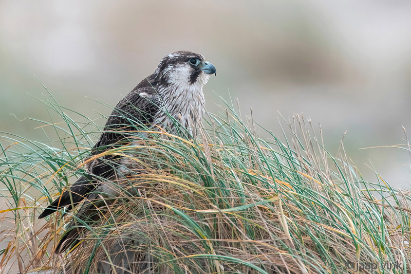 Peregrine - Slechtvalk - Falco peregrinus
