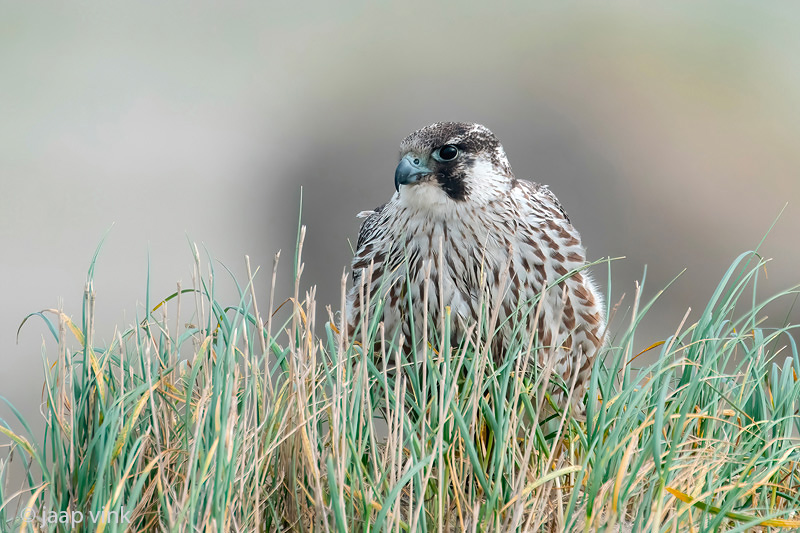 Peregrine - Slechtvalk - Falco peregrinus