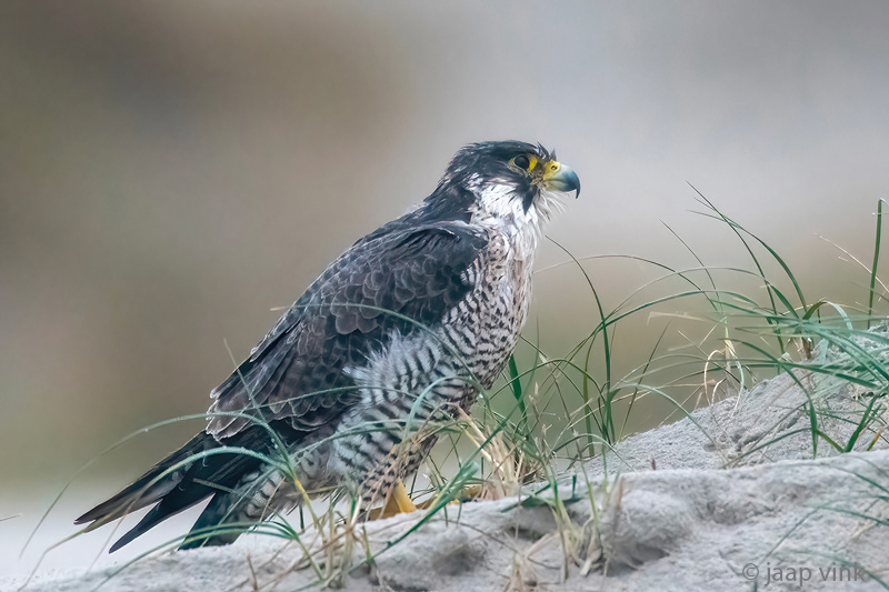 Peregrine - Slechtvalk - Falco peregrinus