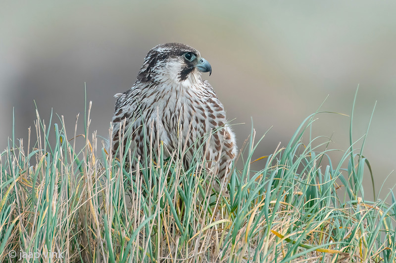 Peregrine - Slechtvalk - Falco peregrinus