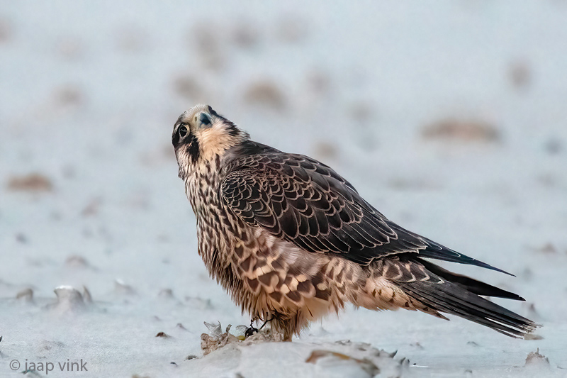 Peregrine - Slechtvalk - Falco peregrinus