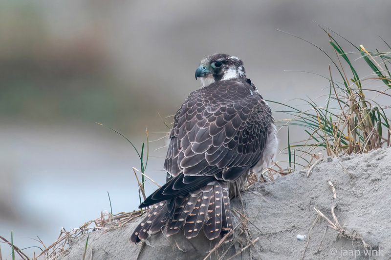 Peregrine - Slechtvalk - Falco peregrinus