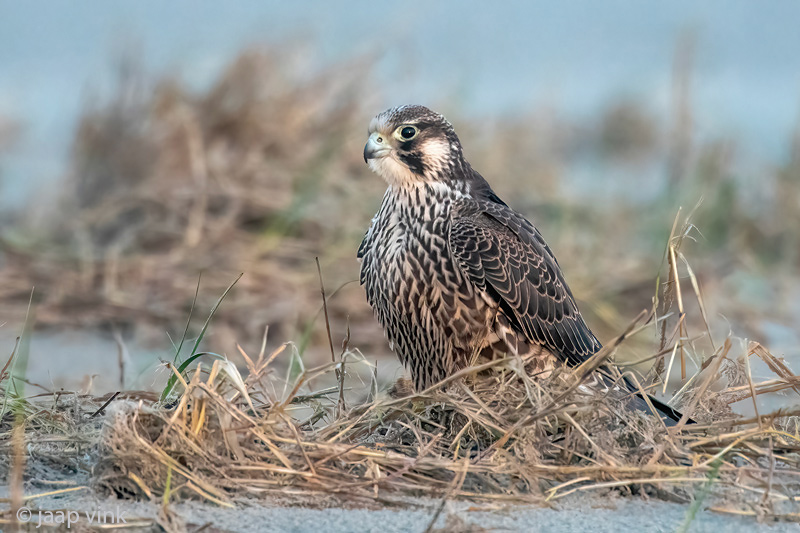 Peregrine - Slechtvalk - Falco peregrinus