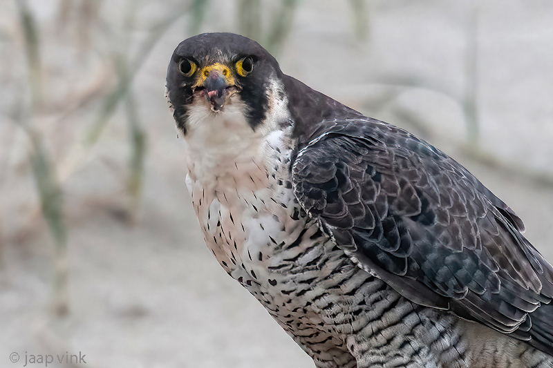 Peregrine - Slechtvalk - Falco peregrinus