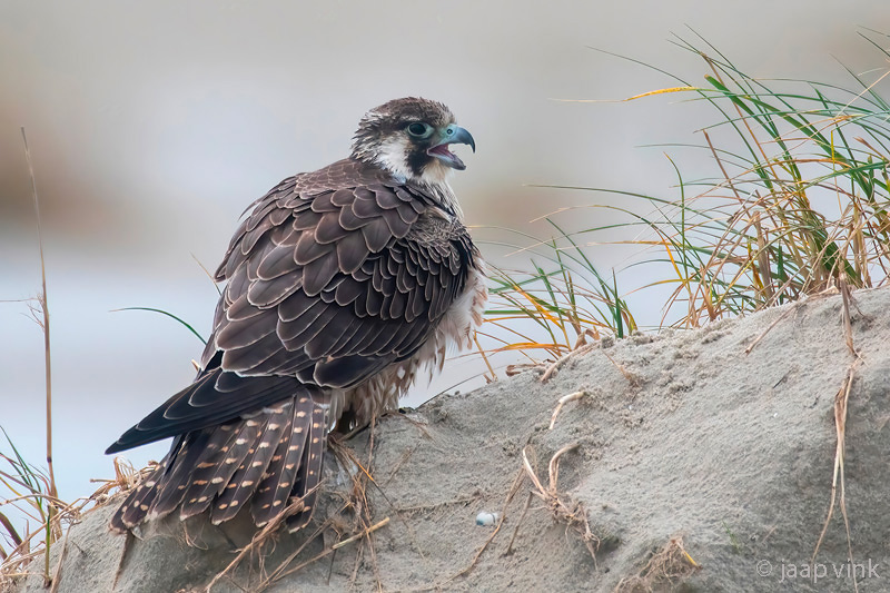 Peregrine - Slechtvalk - Falco peregrinus