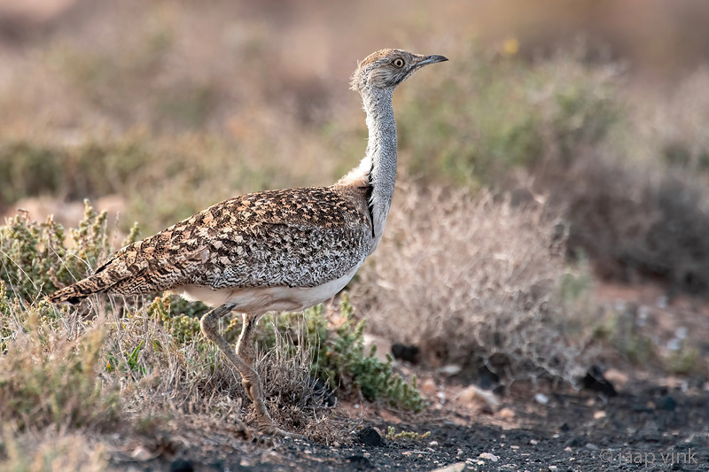 Houbara Bustard - Westelijke Kraagtrap - Chlamydotis undulata fuertaventurae