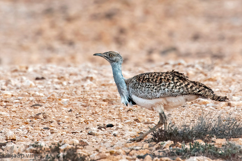 Houbara Bustard - Westelijke Kraagtrap - Chlamydotis undulata fuertaventurae