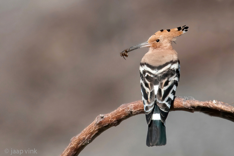 Eurasian Hoopoe - Hop - Upupa epops