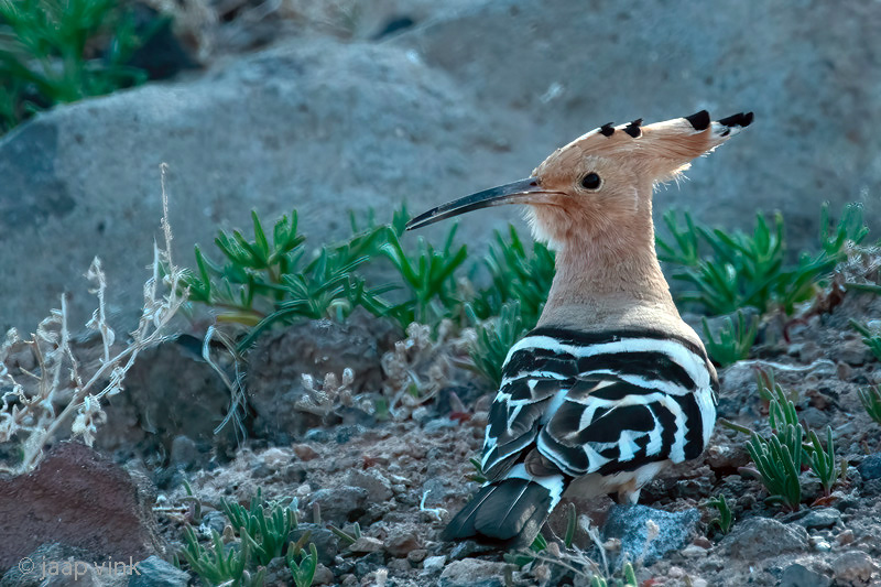 Eurasian Hoopoe - Hop - Upupa epops