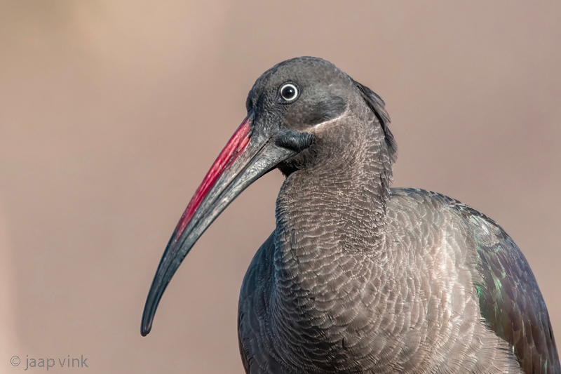 Hadada Ibis - Hadada-ibis - Bostrychia hagedash