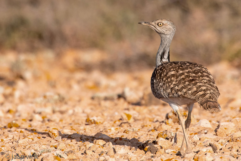 Houbara Bustard - Westelijke Kraagtrap - Chlamydotis undulata fuertaventurae