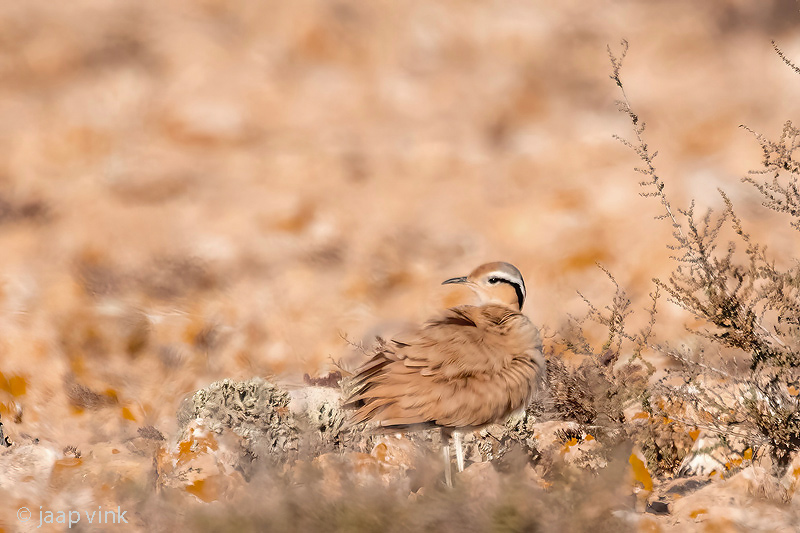 Cream-coloured courser - Renvogel - Cursorius cursor