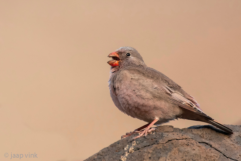 Trumpeter Finch - Woestijnvink - Bucanetes githagineus