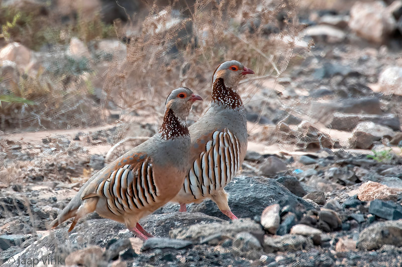 Barbary Partridge - Barbarijse Patrijs - Alectoris barbara