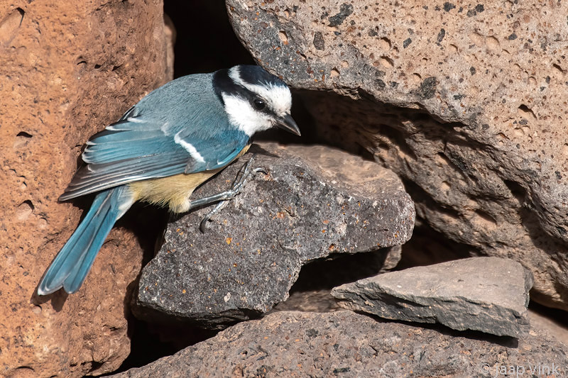 African Blue Tit - Afrikaanse Pimpelmnees - Cyanistes teneriffae