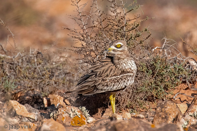 Stone Curlew - Griel - Burhinus oedicnemus