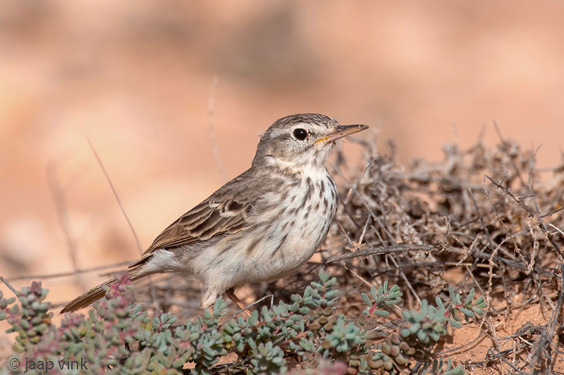 Berthelots Pipit - Berthelots Pieper - Anthus berthelotii