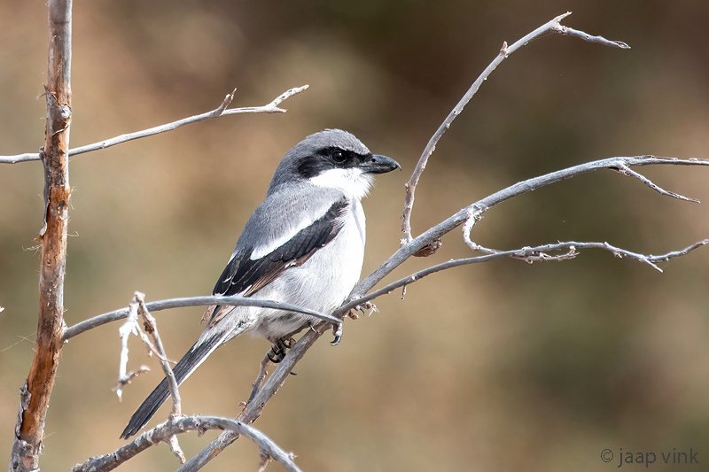 Canary Islands Desert Grey Shrike - Canarische Woestijnklapekster - Lanius meridionalis koenigi