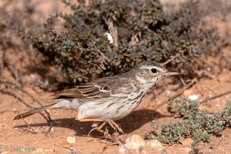 Berthelots Pipit - Berthelots Pieper - Anthus berthelotii