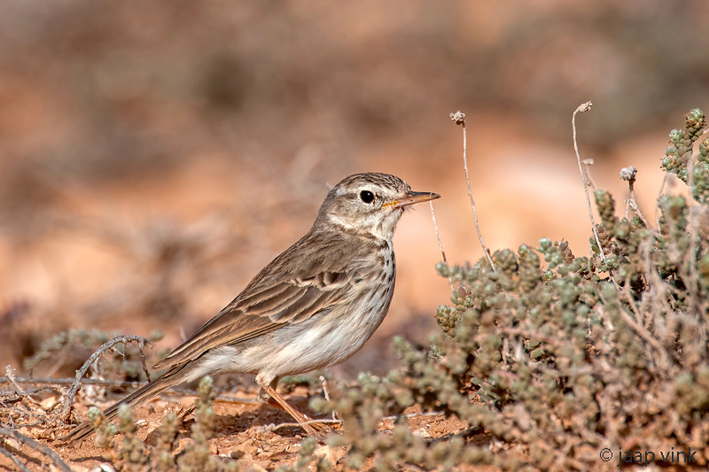 Berthelots Pipit - Berthelots Pieper - Anthus berthelotii
