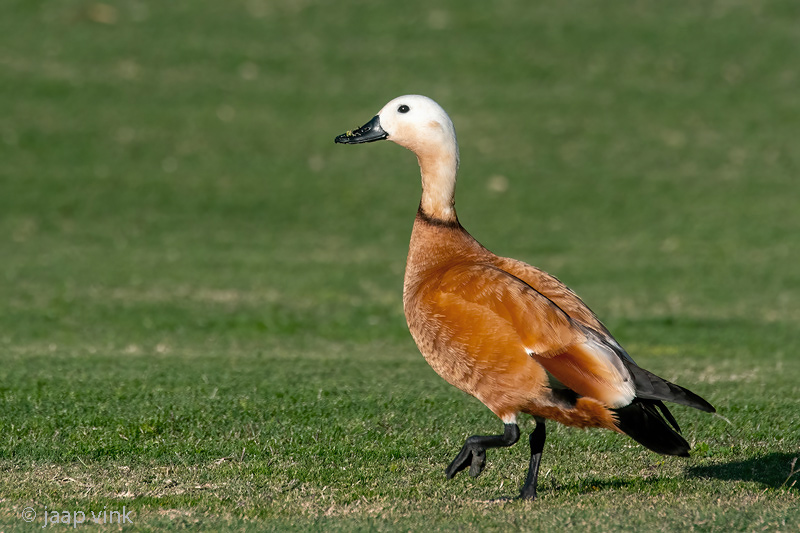 Ruddy Shelduck - Casarca - Tadorna ferruginea