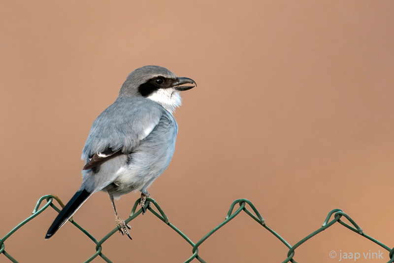 Canary Islands Desert Grey Shrike - Canarische Woestijnklapekster - Lanius meridionalis koenigi