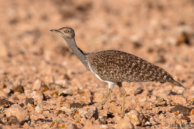 Houbara Bustard - Westelijke Kraagtrap - Chlamydotis undulata fuertaventurae