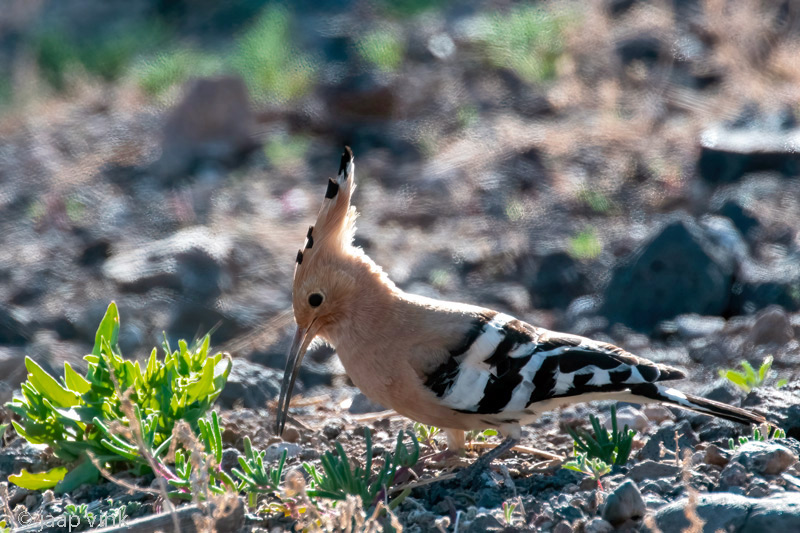 Eurasian Hoopoe - Hop - Upupa epops