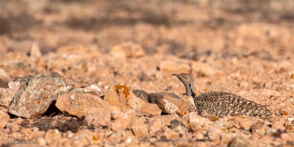 Houbara Bustard - Westelijke Kraagtrap - Chlamydotis undulata fuertaventurae