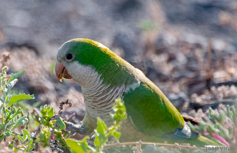 Monk Parakeet - Monniksparkiet - Myiopsitta monachus