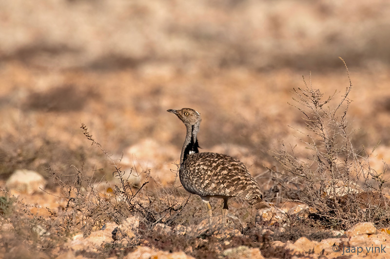 Houbara Bustard - Westelijke Kraagtrap - Chlamydotis undulata fuertaventurae