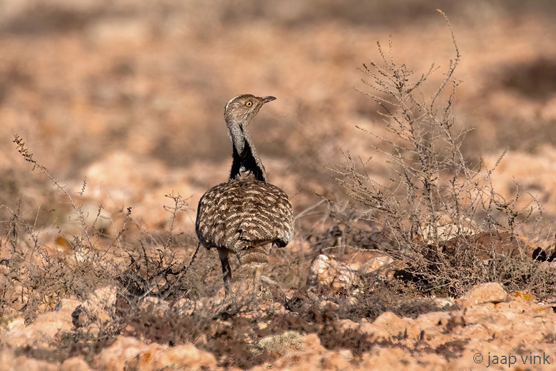 Houbara Bustard - Westelijke Kraagtrap - Chlamydotis undulata fuertaventurae