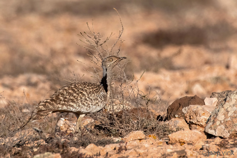 Houbara Bustard - Westelijke Kraagtrap - Chlamydotis undulata fuertaventurae