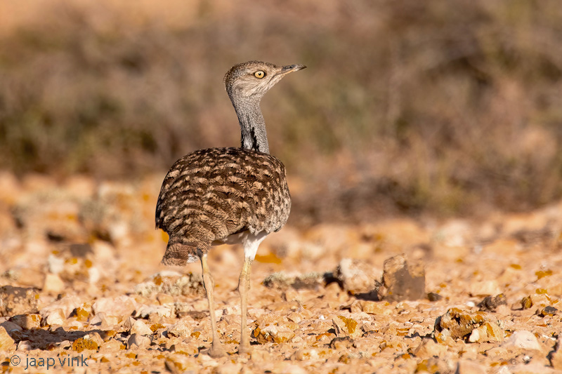 Houbara Bustard - Westelijke Kraagtrap - Chlamydotis undulata fuertaventurae