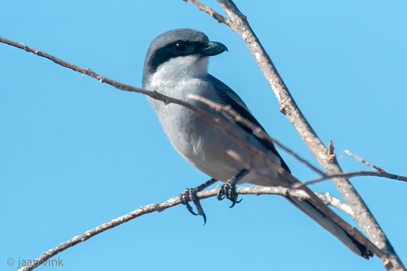 Canary Islands Desert Grey Shrike - Canarische Woestijnklapekster - Lanius meridionalis koenigi