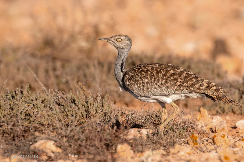 Houbara Bustard - Westelijke Kraagtrap - Chlamydotis undulata fuertaventurae