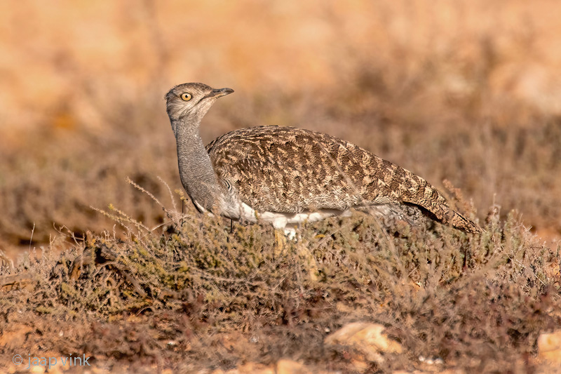 Houbara Bustard - Westelijke Kraagtrap - Chlamydotis undulata fuertaventurae