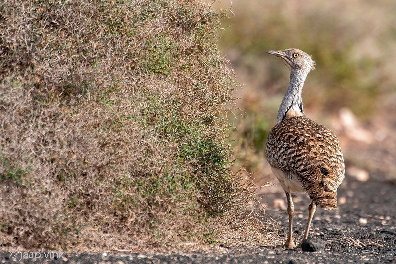 Houbara Bustard - Westelijke Kraagtrap - Chlamydotis undulata fuertaventurae