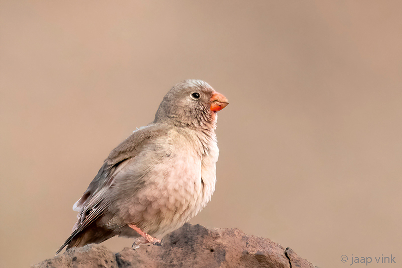 Trumpeter Finch - Woestijnvink - Bucanetes githagineus