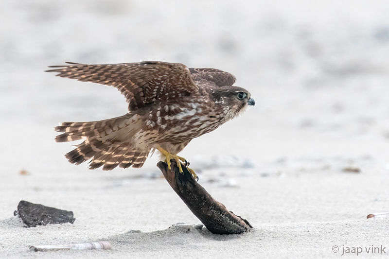 Merlin - Smelleken - Falco columbarius