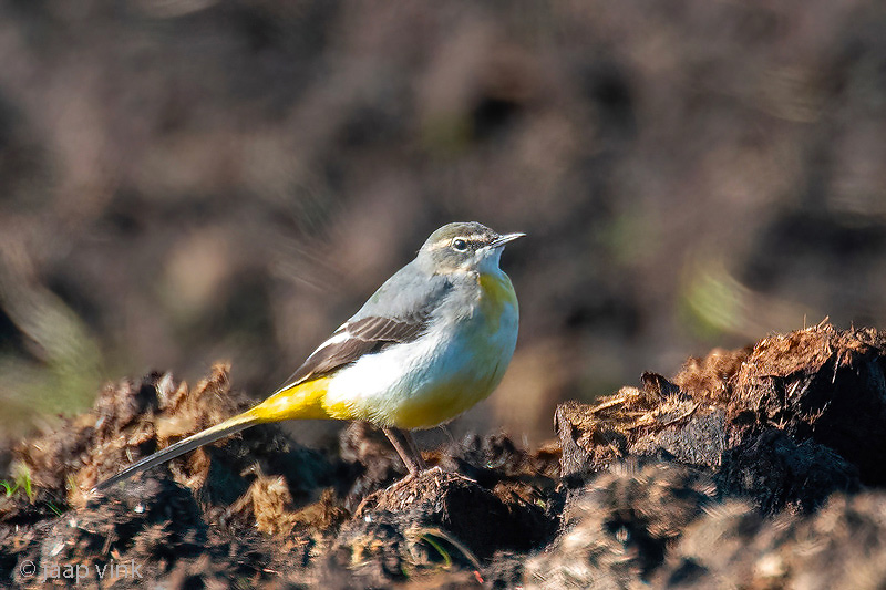 Grey Wagtail - Grote Gele Kwikstaart - Motacilla cinerea 