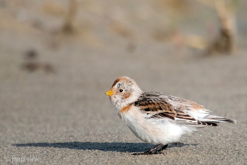 Snow Bunting - Sneeuwgors - Plectrophenax nivalis
